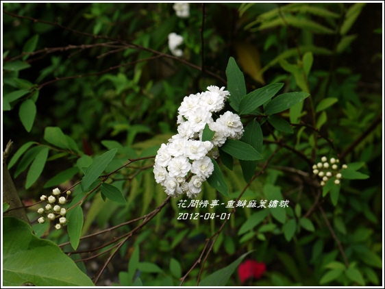 2012-04-麻葉繡球8