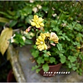 2012-04-重瓣黃花酢醬草2