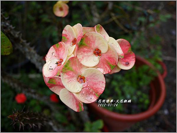 2012-04-大花麒麟花1