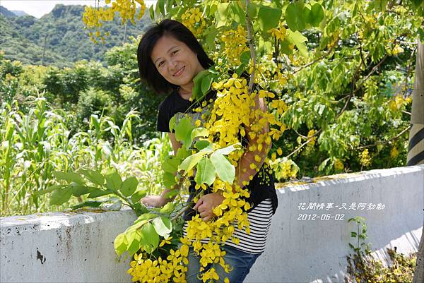 2012-06-又是阿勃勒1