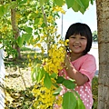 2012-06-又是阿勃勒4