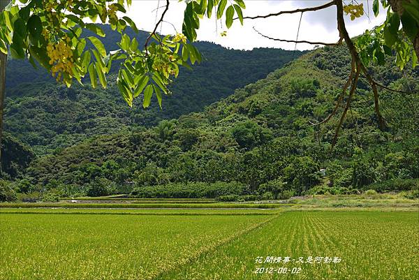 2012-06-又是阿勃勒9