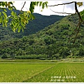 2012-06-又是阿勃勒16