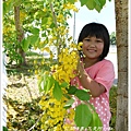 2012-06-又是阿勃勒18