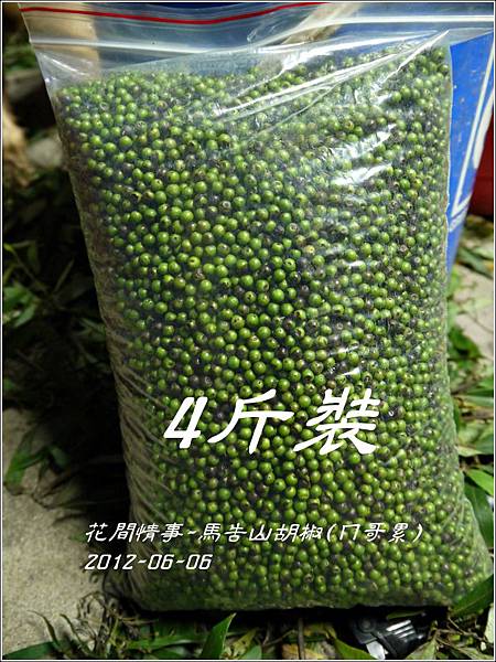 馬告山胡椒6