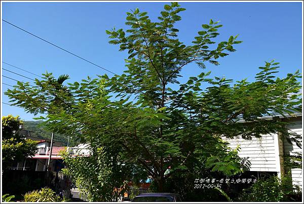 2012-09-希望之樹鳳凰木1