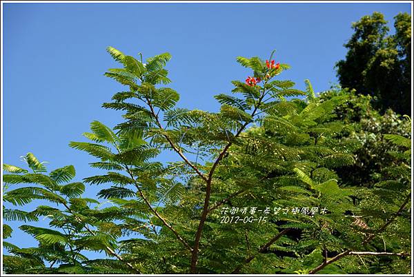 2012-09-希望之樹鳳凰木7