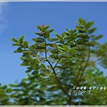 2012-09-希望之樹鳳凰木8