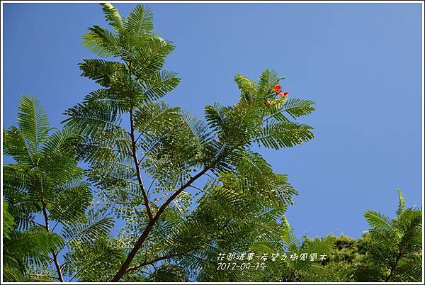 2012-09-希望之樹鳳凰木9