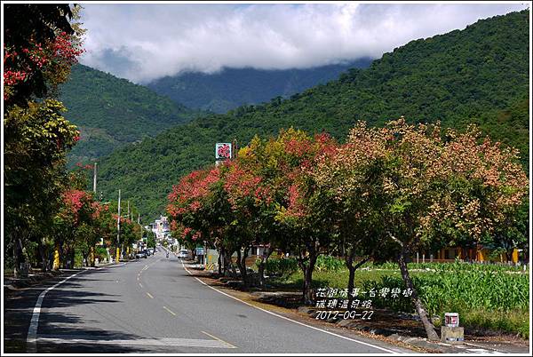 2012-09-台灣欒樹21