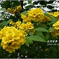 2012-10-黃鐘花4