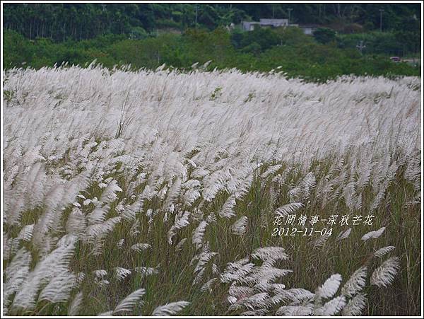 2012-11-深秋芒花2