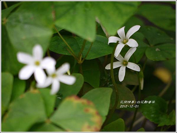 2012-12-白花酢醬草1