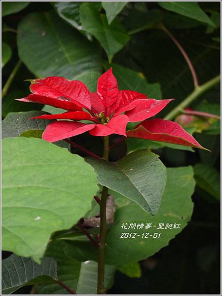 2012-12-聖誕紅8