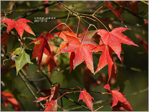 2012-12-紅葉溫泉16