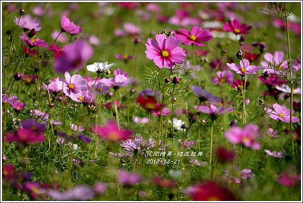 2012-12-隨波起舞9