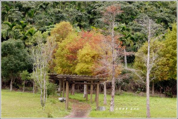 2012-12-落羽松之美4