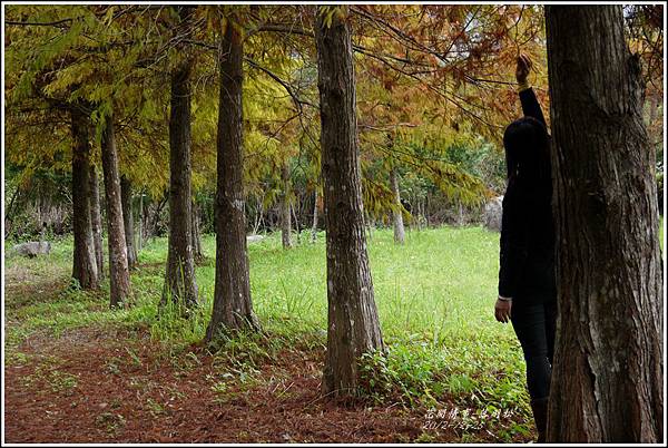 2012-12-落羽松之美21