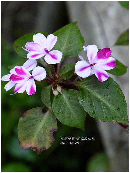 2013-01-迷你鳳仙花4