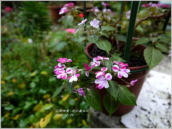 2013-01-迷你鳳仙花7