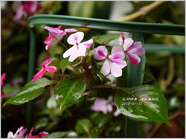 2013-01-迷你鳳仙花10