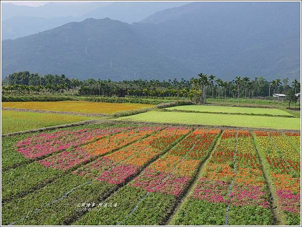2013-01-阿漾花海33