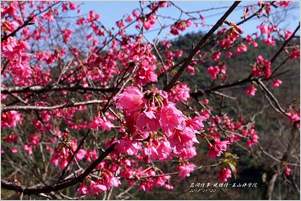 2013-01-現櫻情-玉山神學院