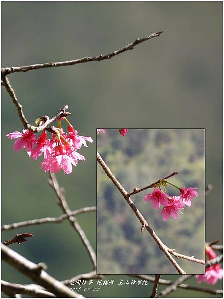 2013-01-現櫻情-玉山神學院20