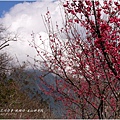 2013-01-現櫻情-玉山神學院27