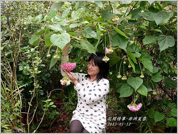 2012-01-非洲芙蓉3