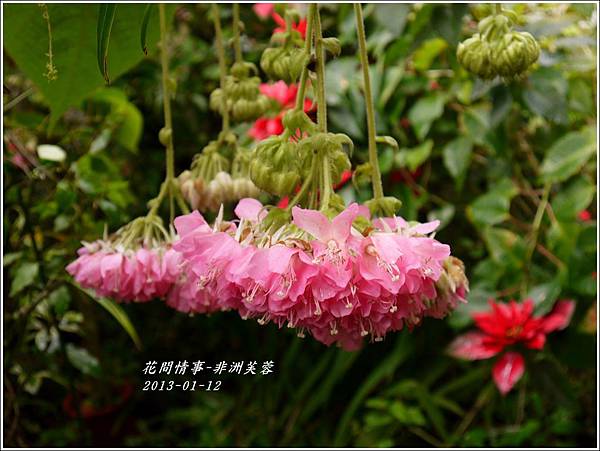 2012-01-非洲芙蓉10