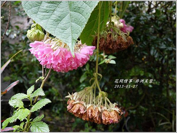 2012-01-非洲芙蓉14