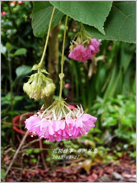 2012-01-非洲芙蓉15