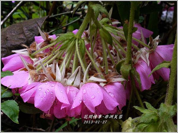 2012-01-非洲芙蓉19