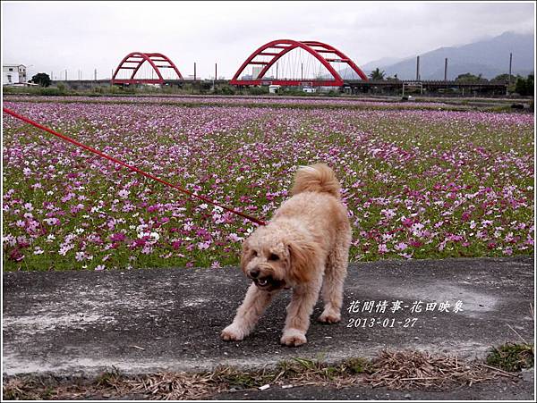 2013-01-花田映象7