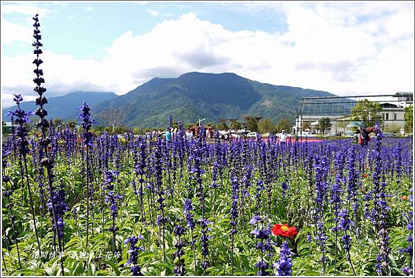 2013-02-池上花海36