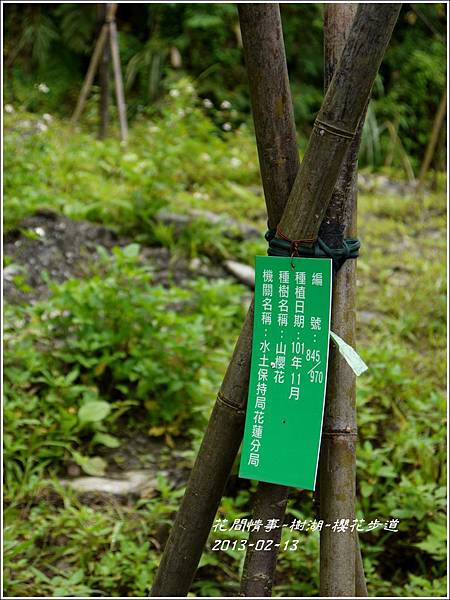 2013-02-樹湖-櫻花步道20