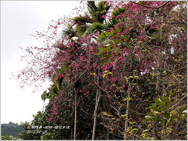 2013-02-樹湖-櫻花步道12