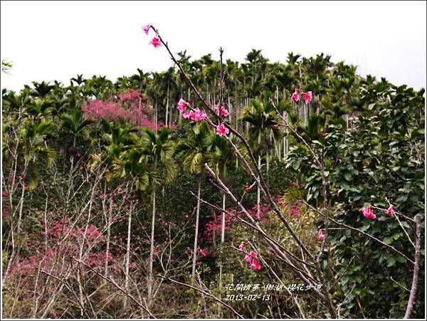 2013-02-樹湖-櫻花步道13