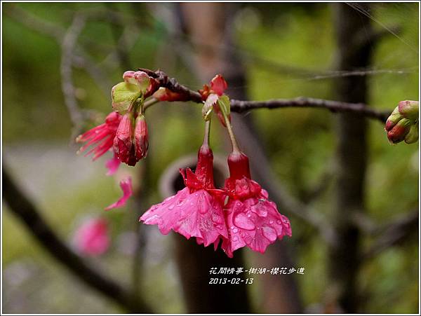 2013-02-樹湖-櫻花步道14