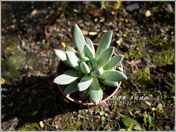 2013-03-多肉植物2