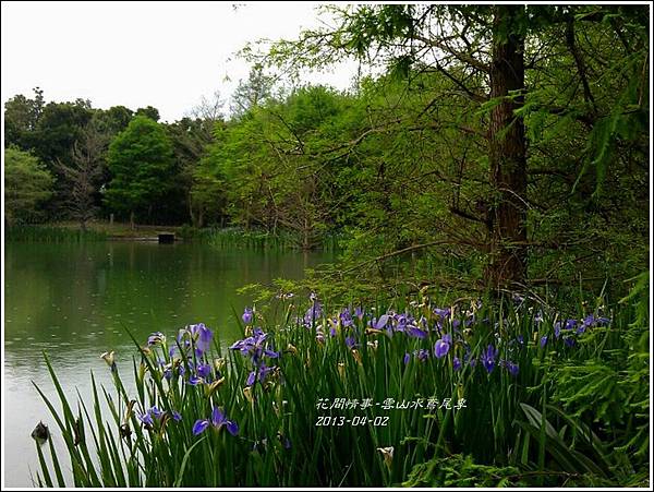 2013-04-雲水山鳶尾季11