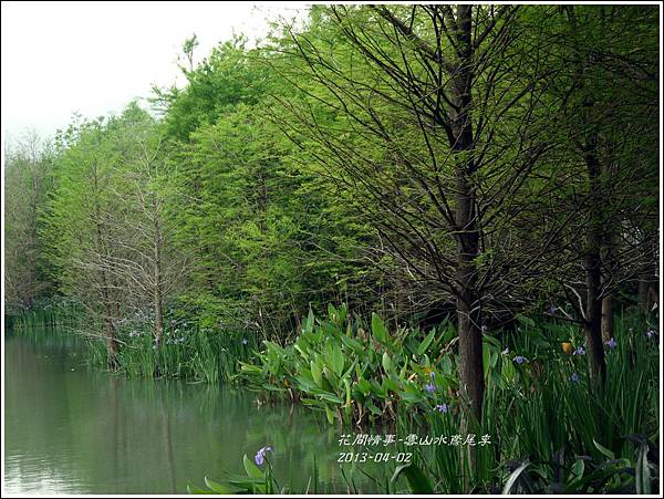 2013-04-雲水山鳶尾季19