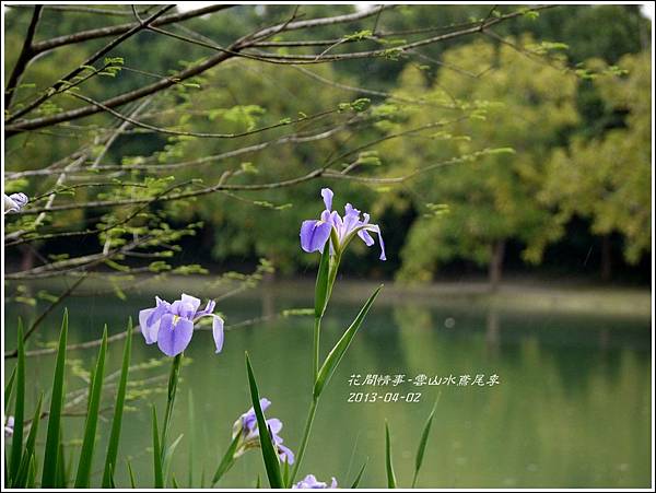 2013-04-雲水山鳶尾季23