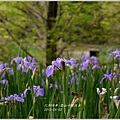 2013-04-雲水山鳶尾季27