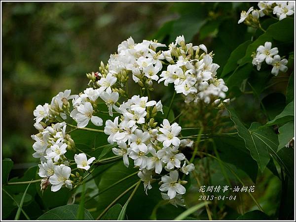 2013-04-油桐花10