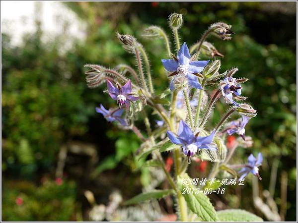 2013-03-琉璃苣8
