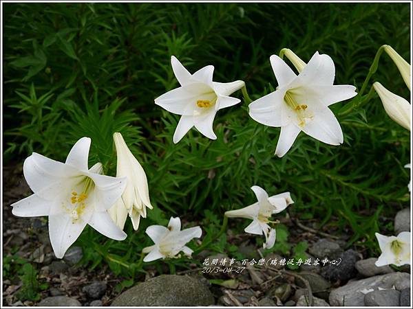 2013-04-百合戀(瑞穗泛舟遊客中心)20