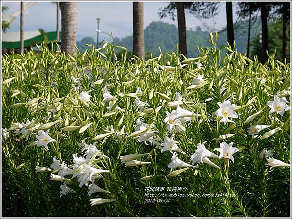 2013-05-百合戀(瑞穗泛舟遊客中心)8