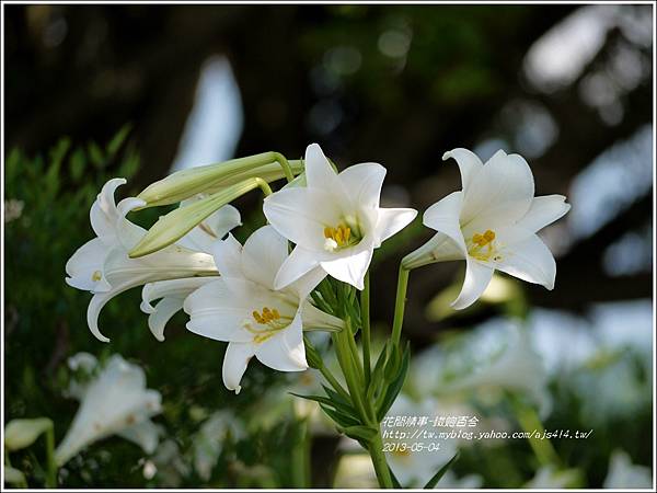 2013-05-百合戀(瑞穗泛舟遊客中心)14